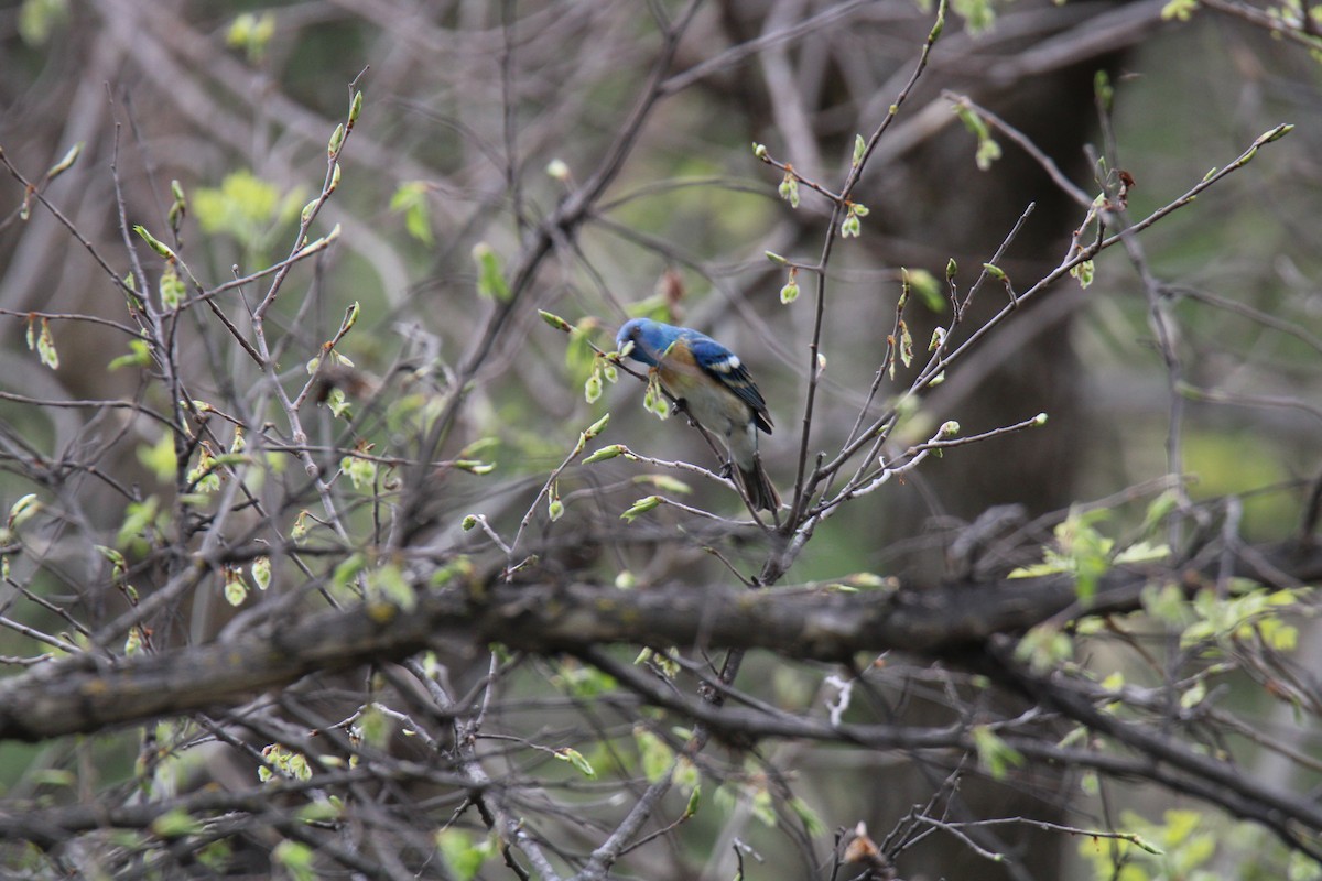 Lazuli Bunting - Gene Glover