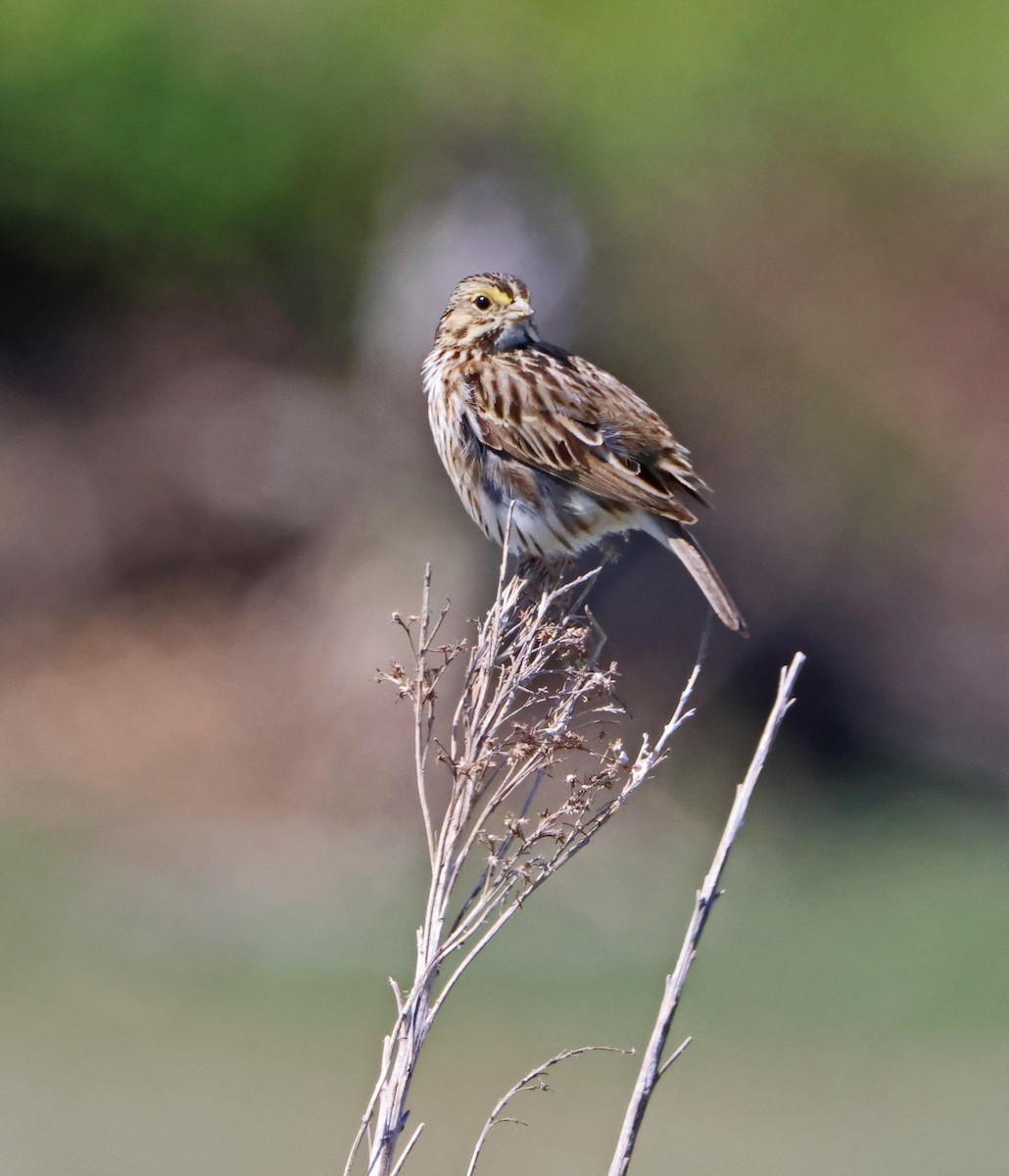 Savannah Sparrow - ML619322230