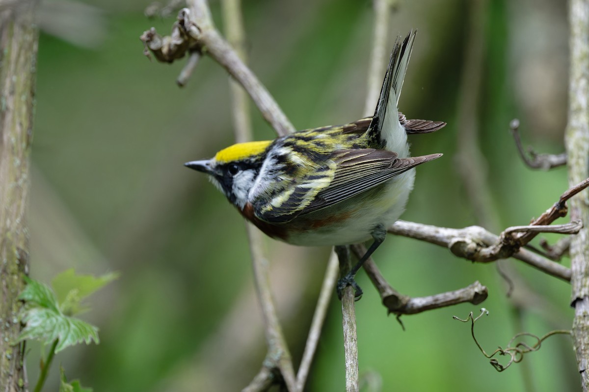 Chestnut-sided Warbler - Jan  Kool