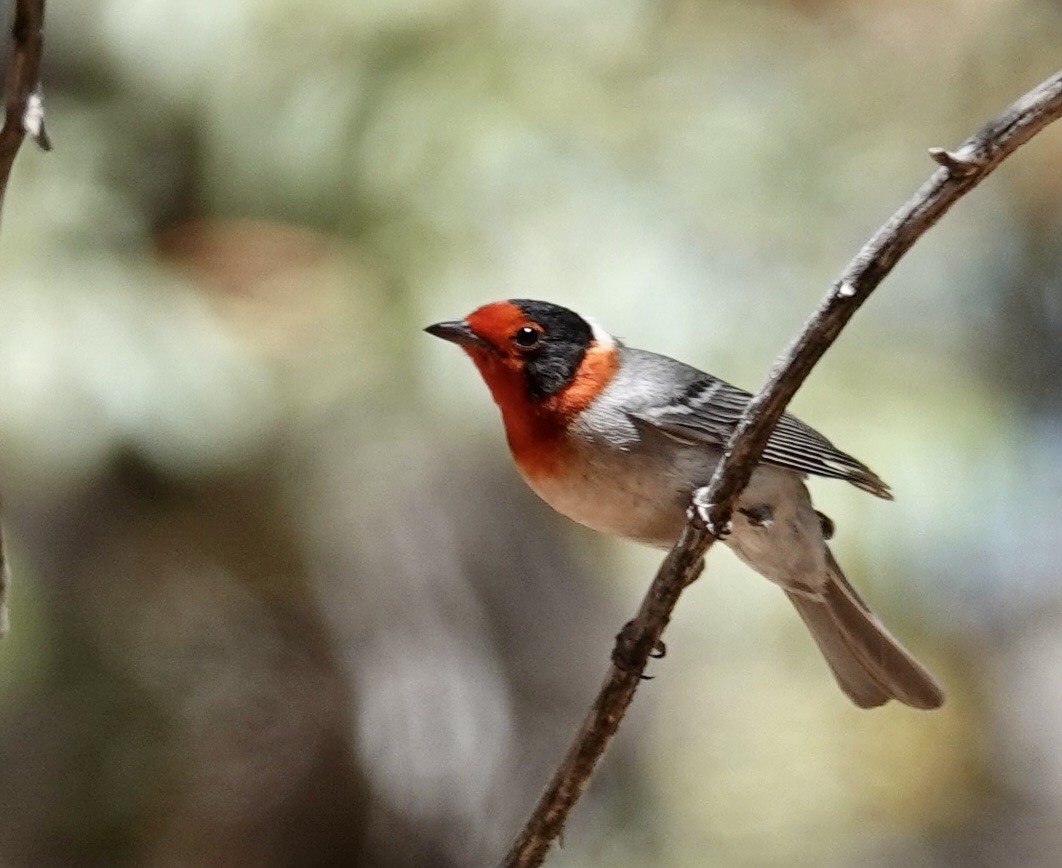 Red-faced Warbler - Judith White