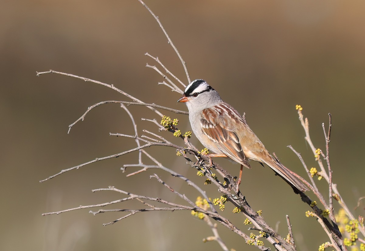 White-crowned Sparrow - Channa Jayasinghe