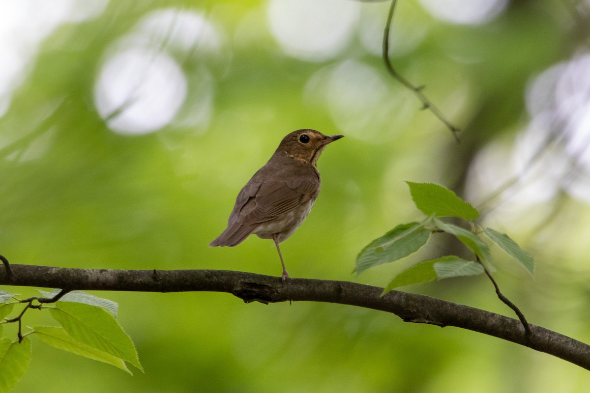 Swainson's Thrush - ML619322280