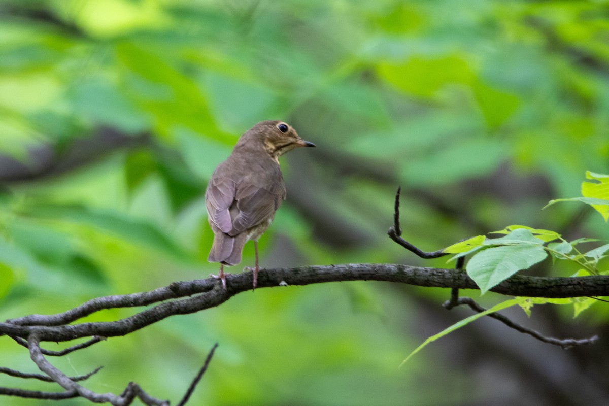 Swainson's Thrush - ML619322282