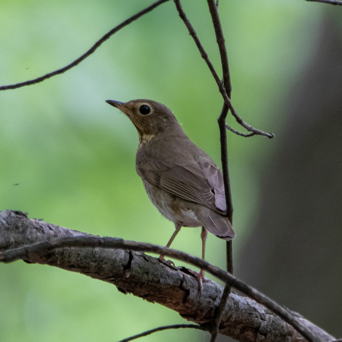 Swainson's Thrush - ML619322283