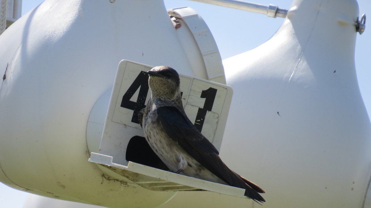 Purple Martin - Jennie Lanzendorf