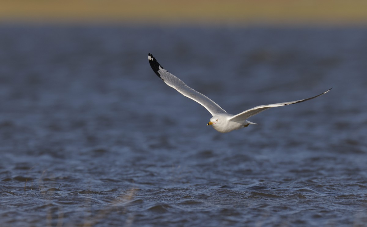 Ring-billed Gull - Russell Thorstrom