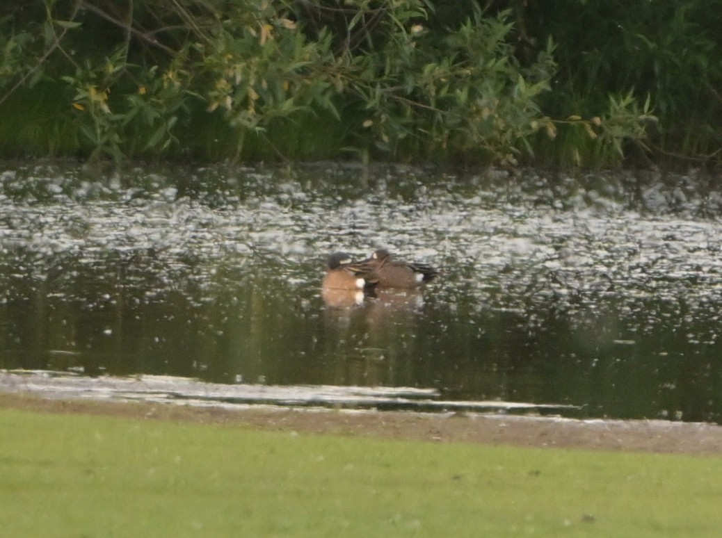 Blue-winged Teal - Nadine D