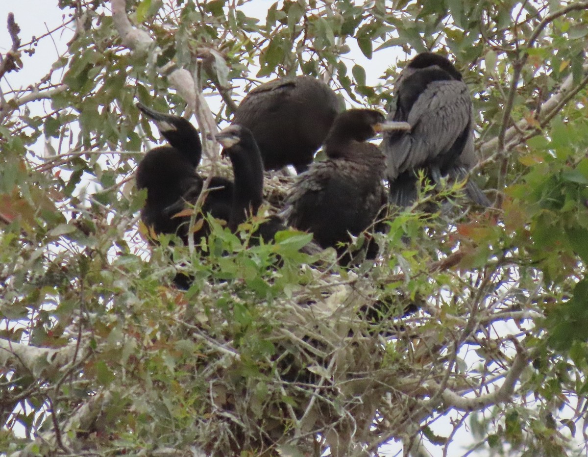 Neotropic Cormorant - ML619322343