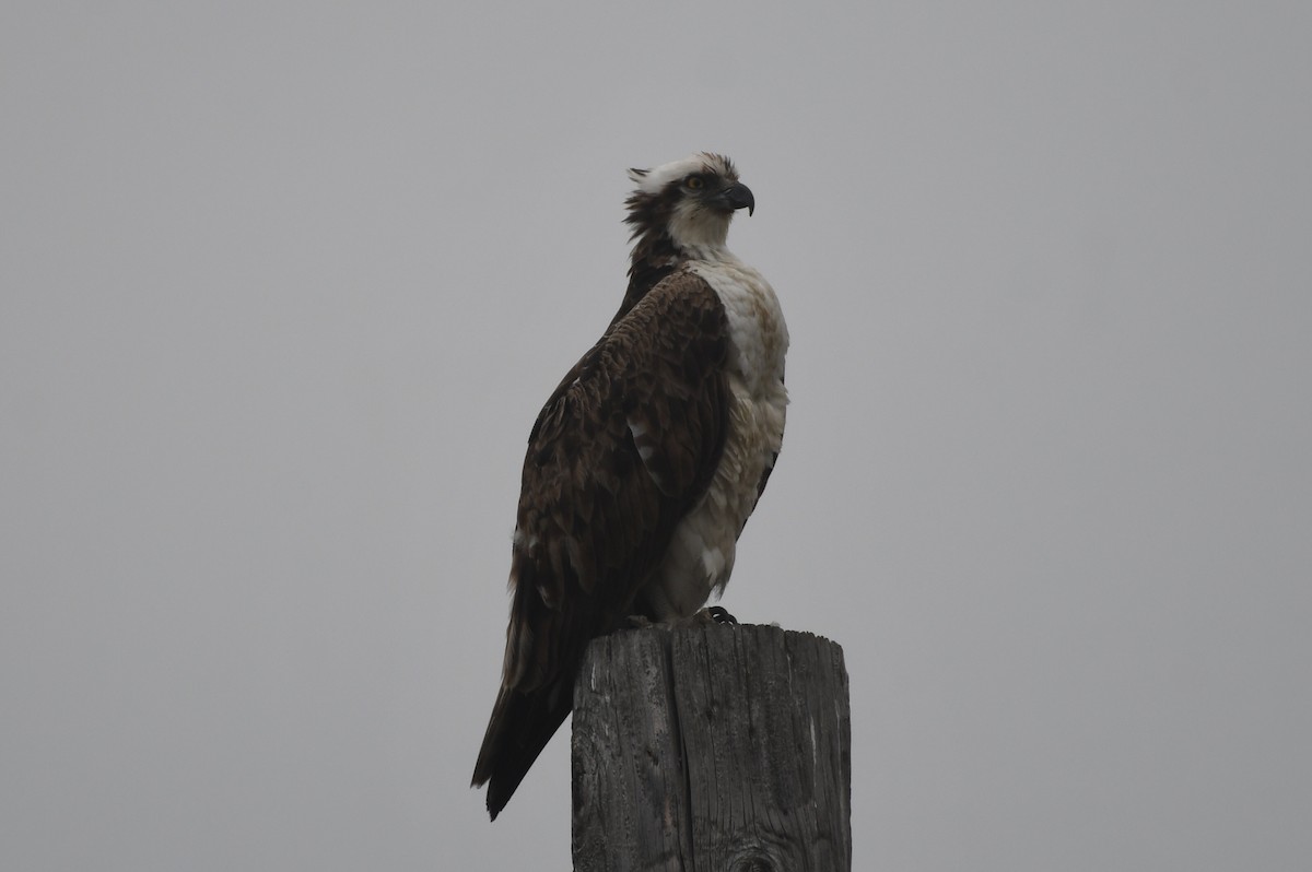 Osprey - ML619322347