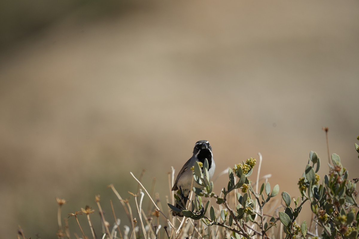 Black-throated Sparrow - ML619322360
