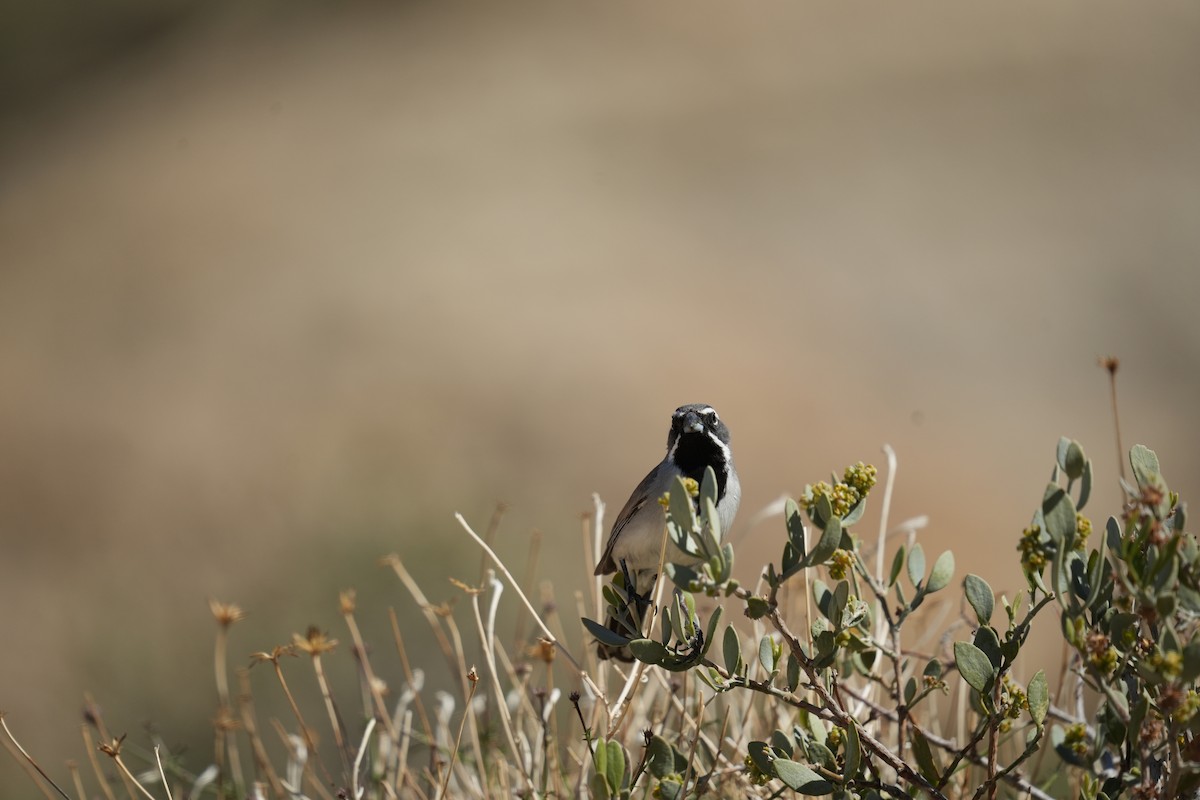 Black-throated Sparrow - ML619322361