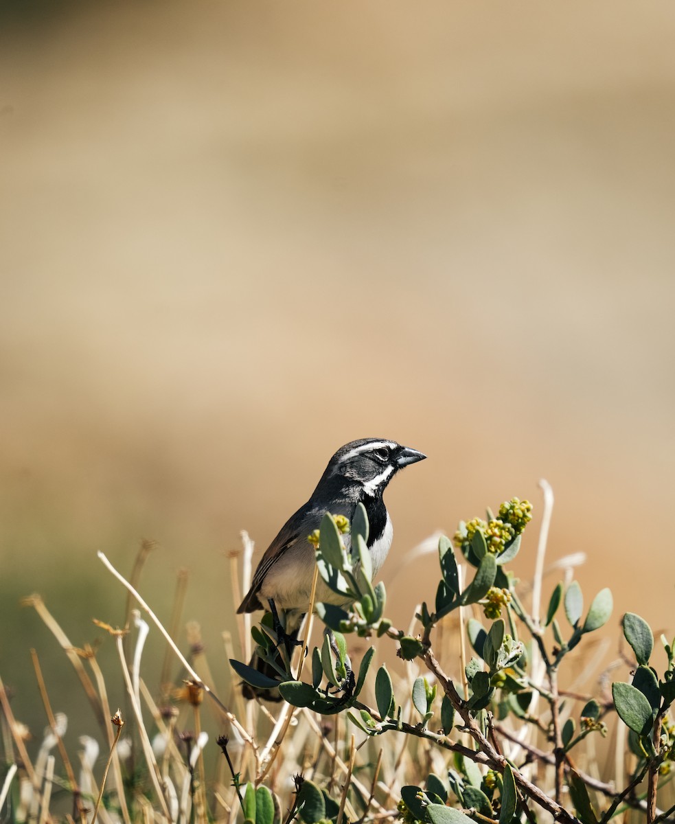 Black-throated Sparrow - ML619322364