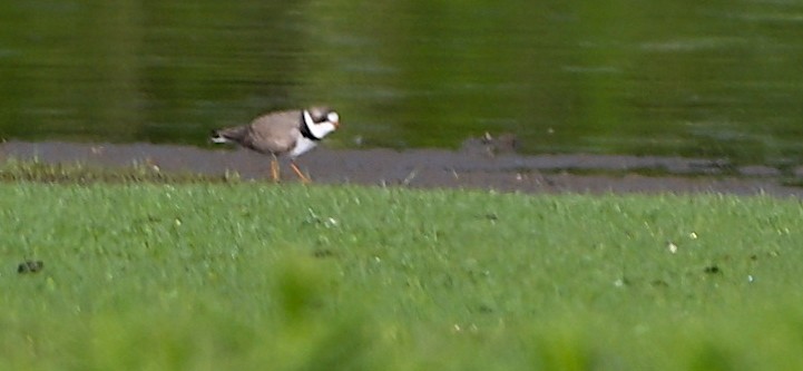 Semipalmated Plover - Nadine D