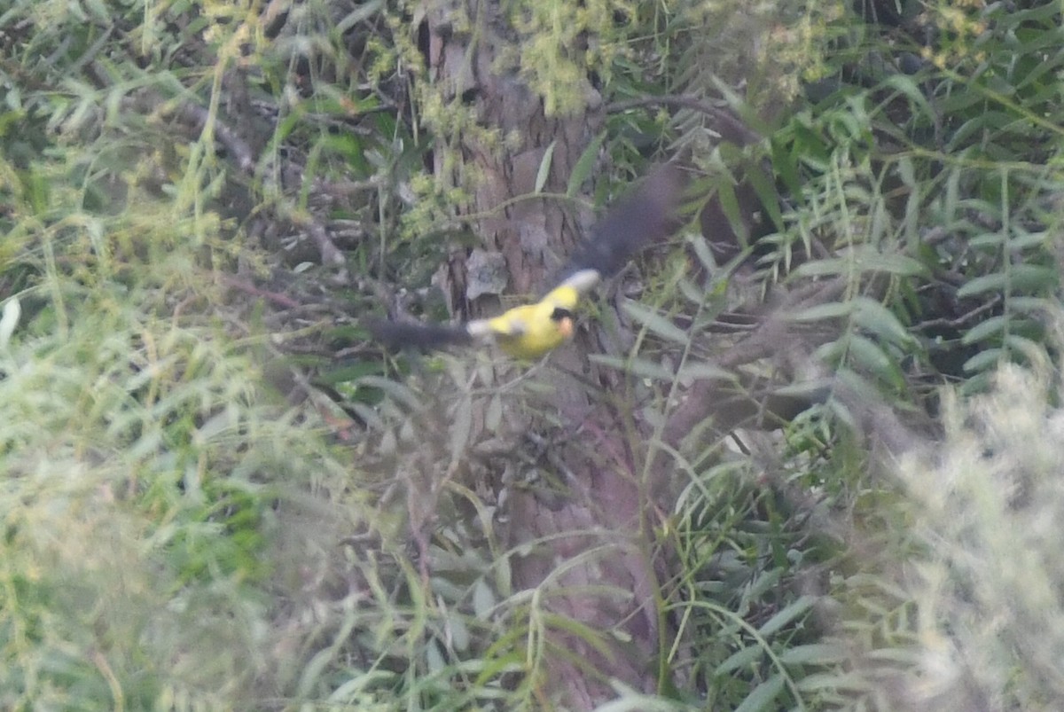 American Goldfinch - Max Leibowitz