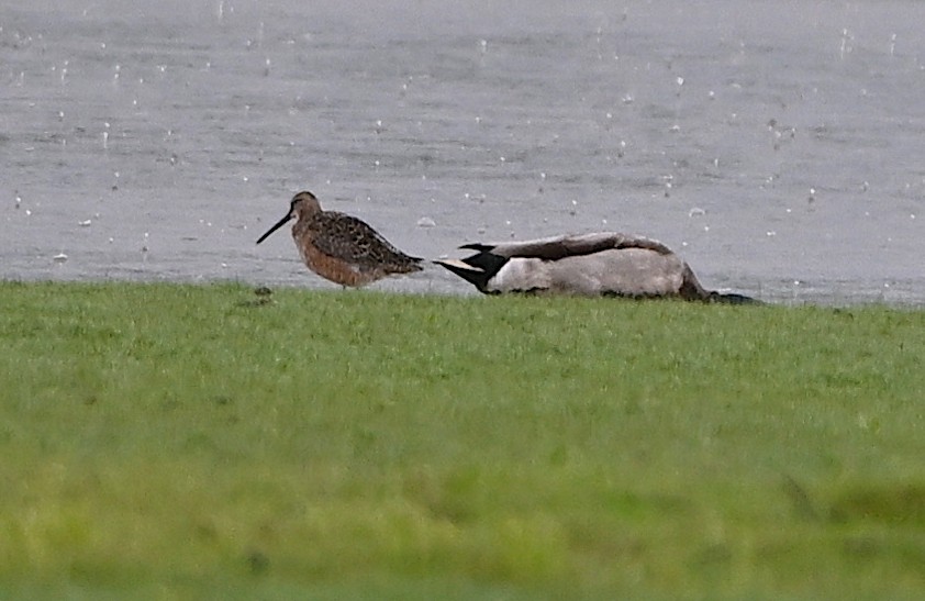 Long-billed Dowitcher - ML619322376