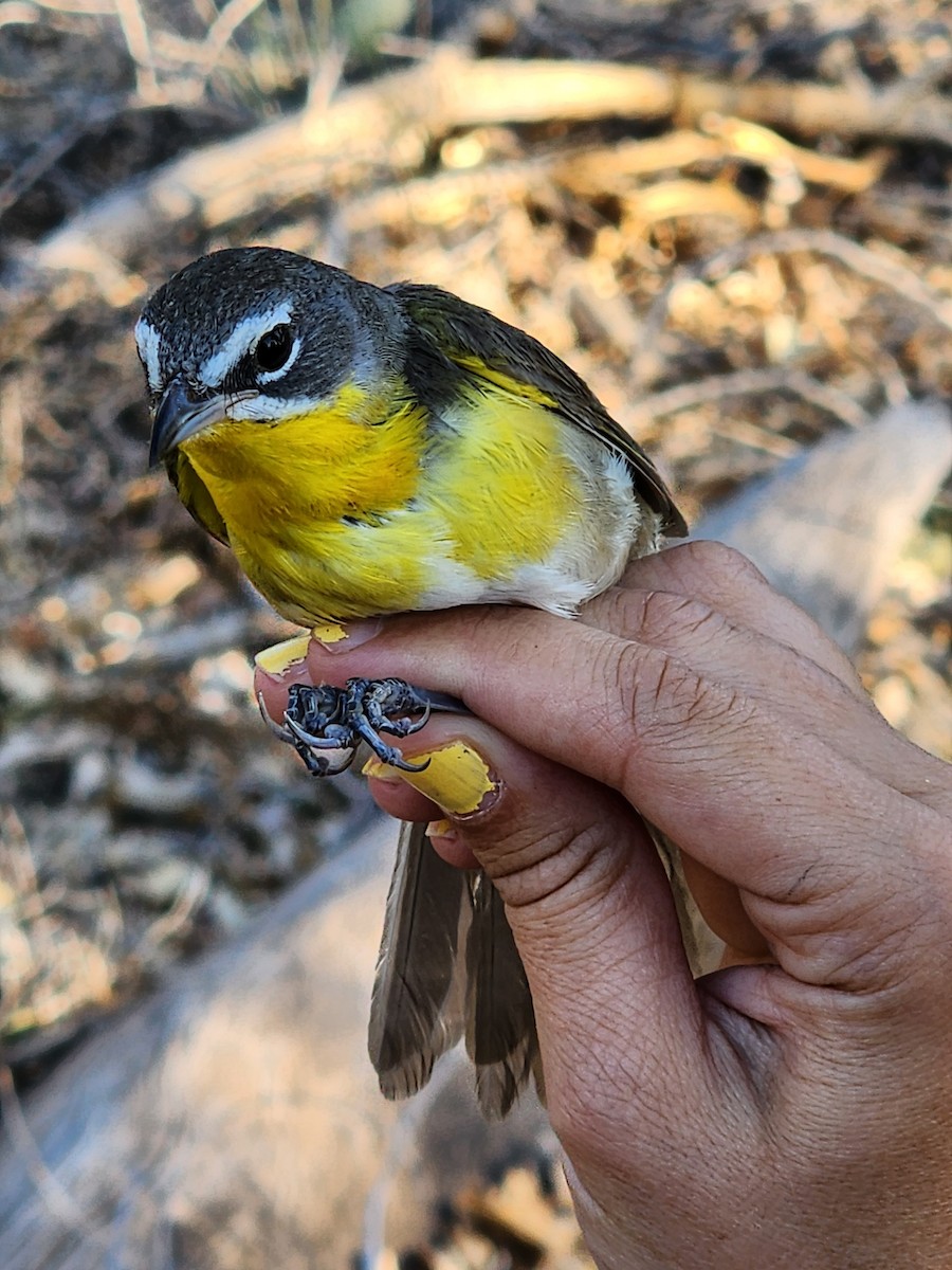 Yellow-breasted Chat - Nancy Cox