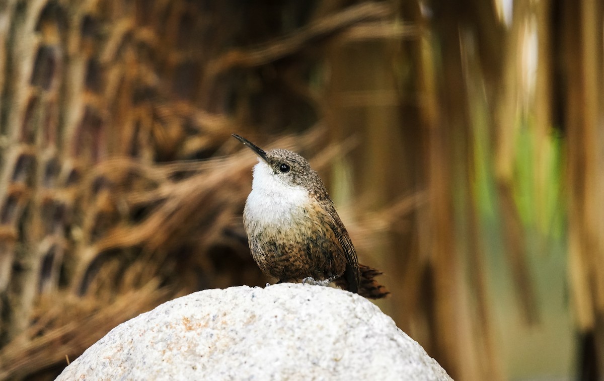 Canyon Wren - Christophe Rouleau-Desrochers