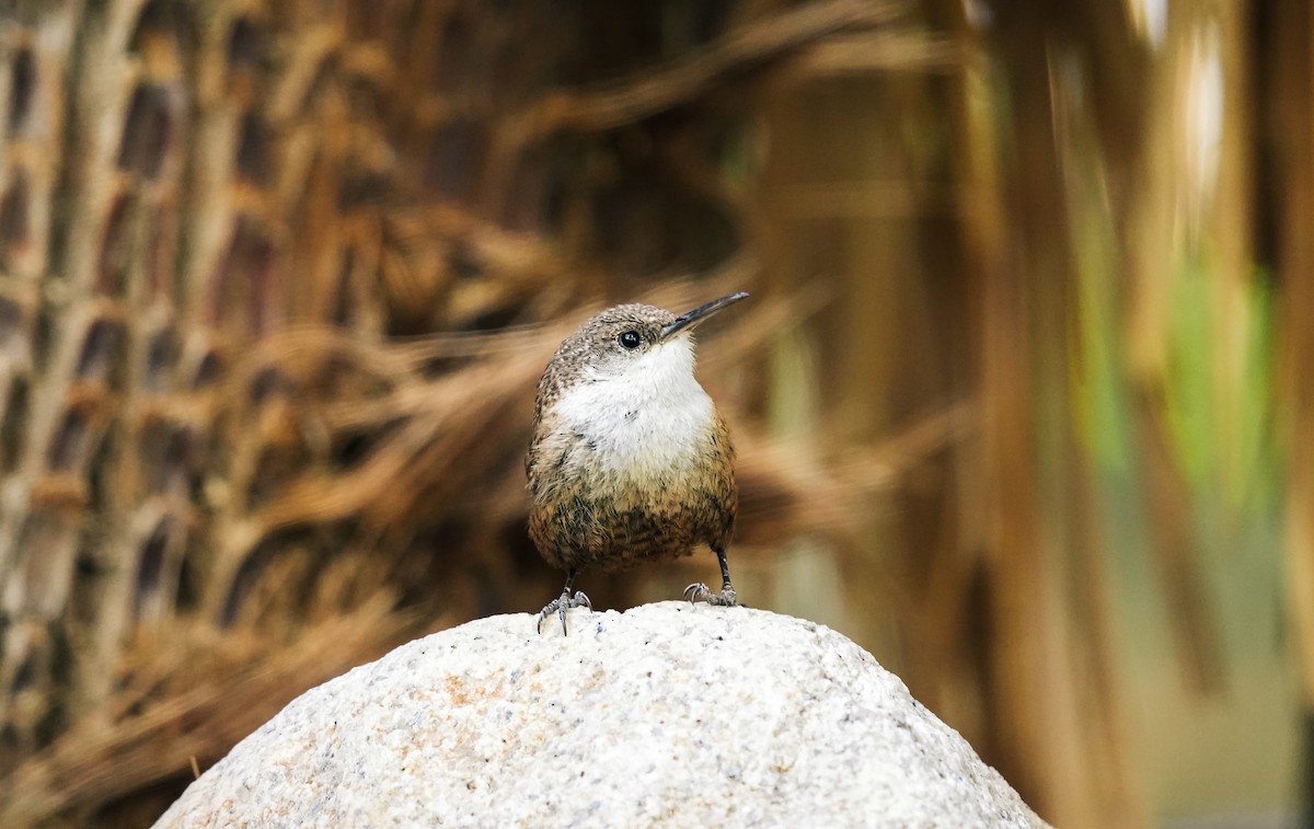 Canyon Wren - ML619322382