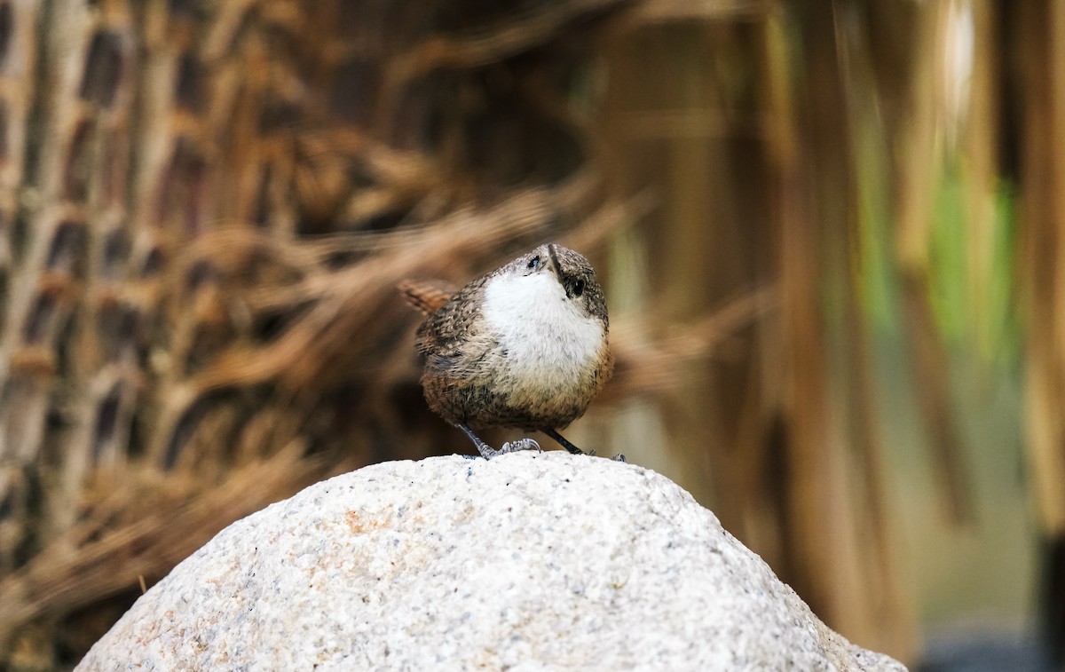 Canyon Wren - ML619322384