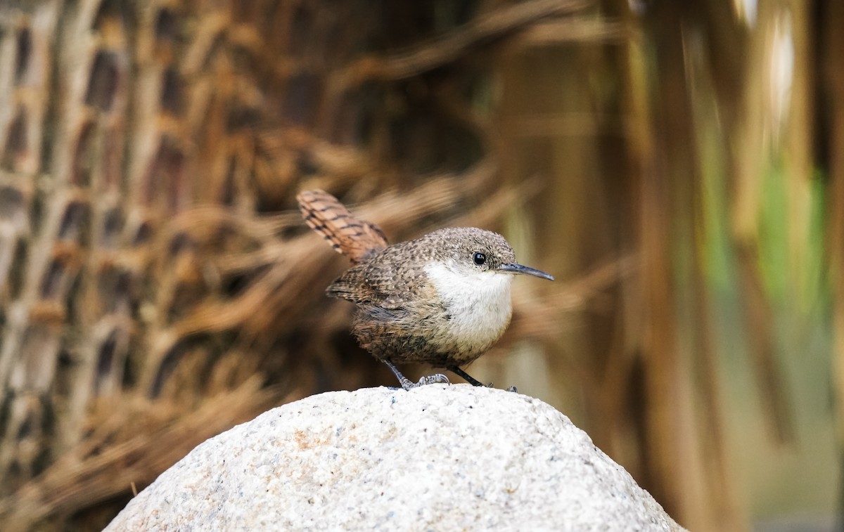 Canyon Wren - Christophe Rouleau-Desrochers