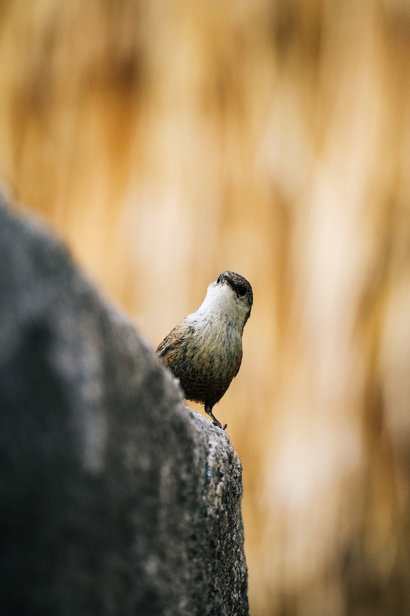 Canyon Wren - Christophe Rouleau-Desrochers