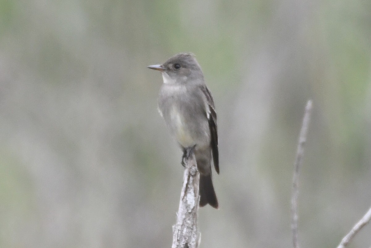 Western Wood-Pewee - ML619322393