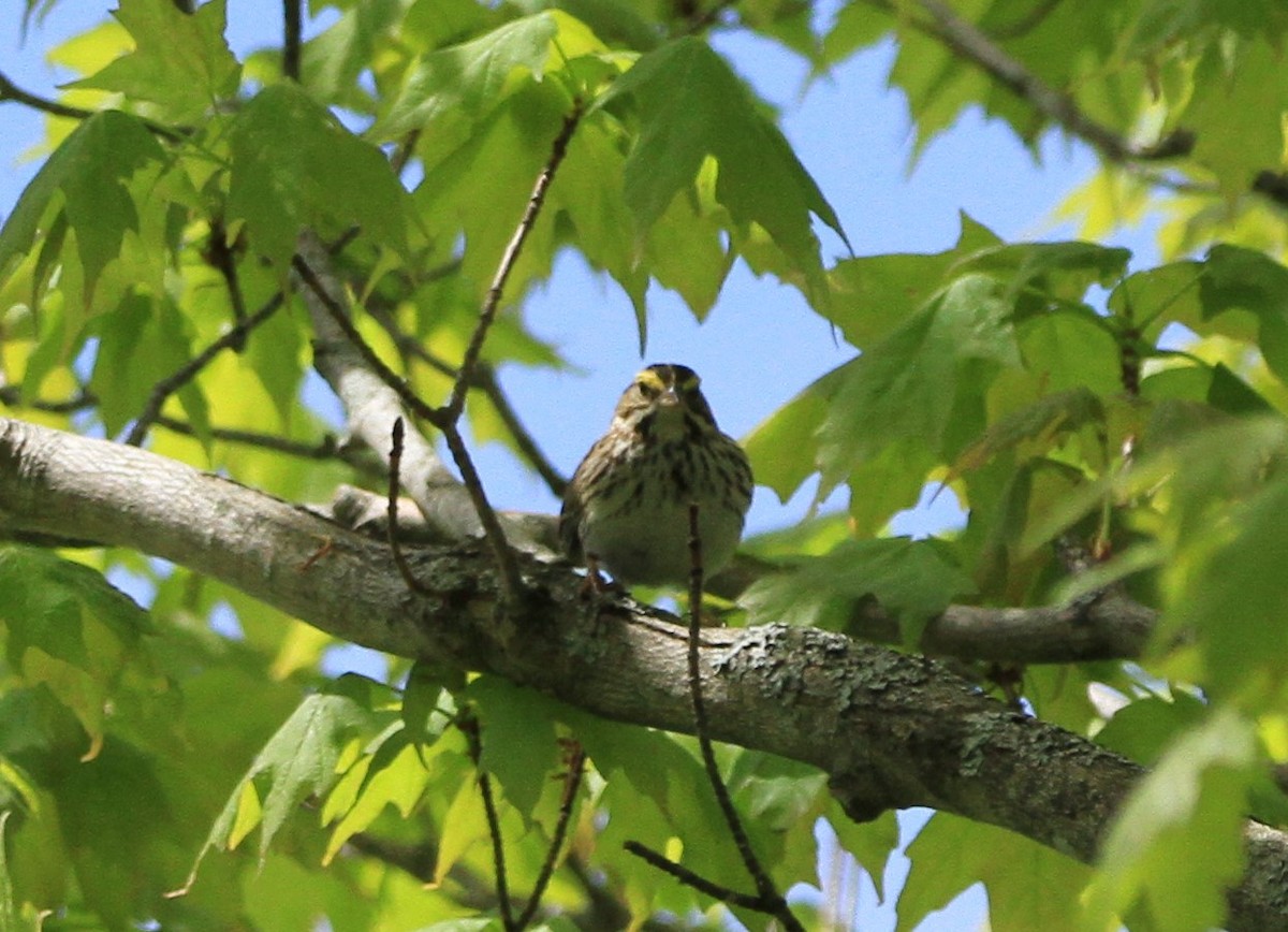 Savannah Sparrow - ML619322431