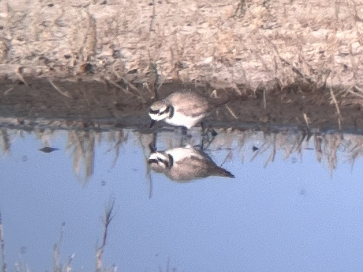 Snowy Plover - ML619322435