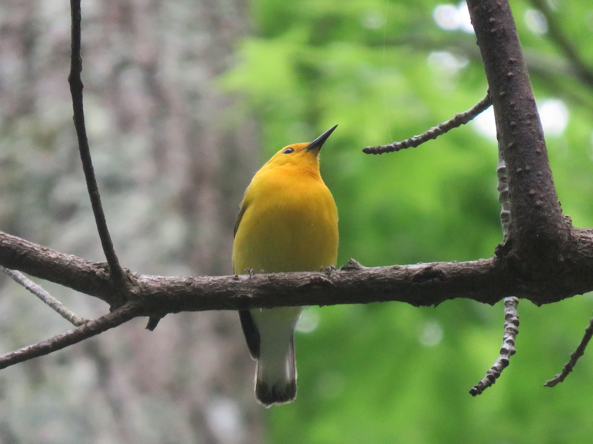 Prothonotary Warbler - Travis Carroll
