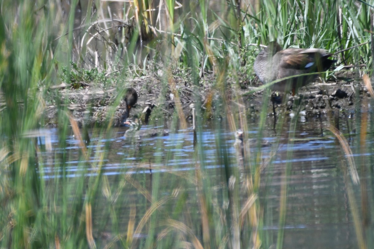 Pied-billed Grebe - ML619322455