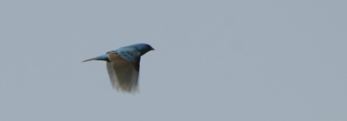 Indigo Bunting - Spencer Vanderhoof