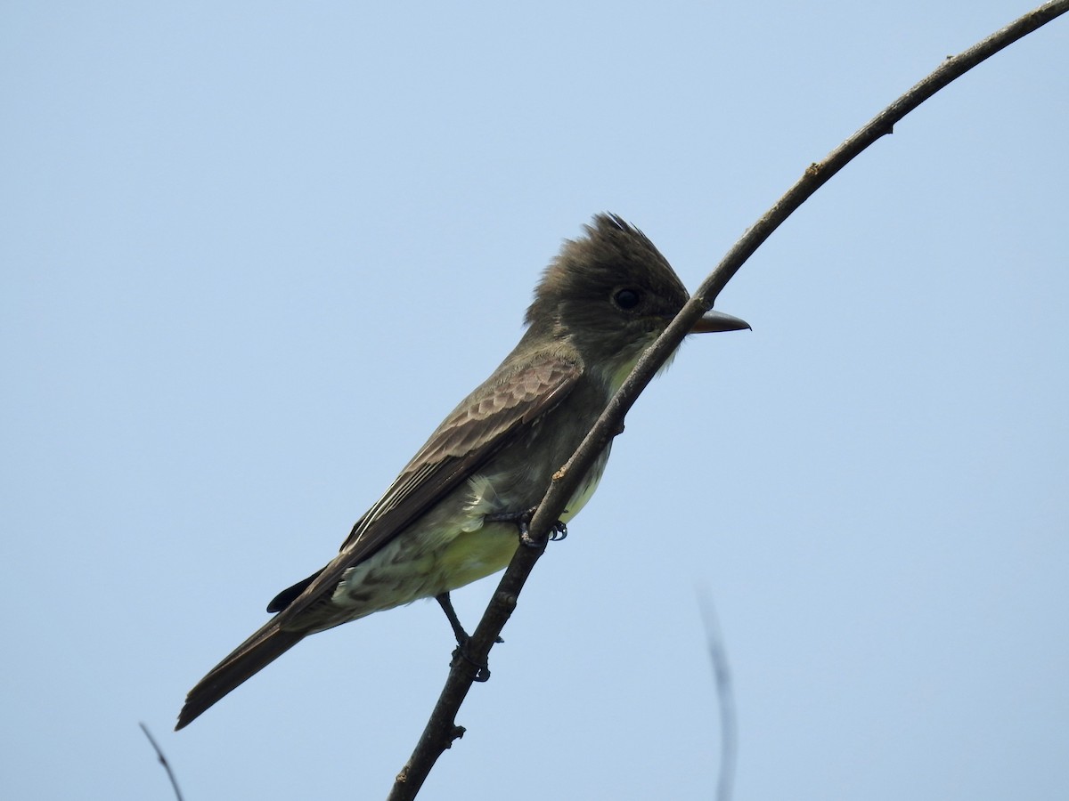 Olive-sided Flycatcher - ML619322466