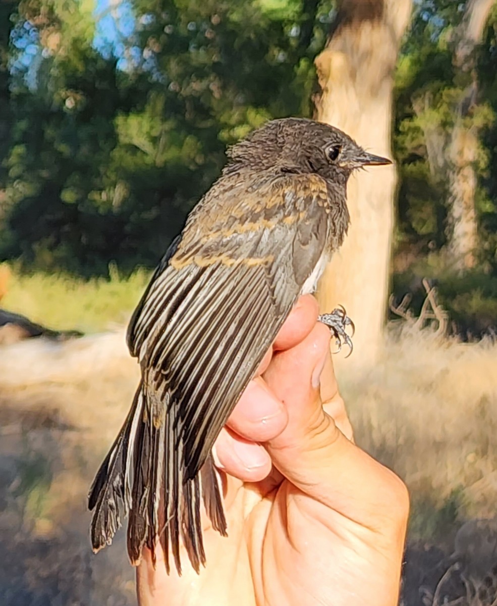 Black Phoebe - Nancy Cox