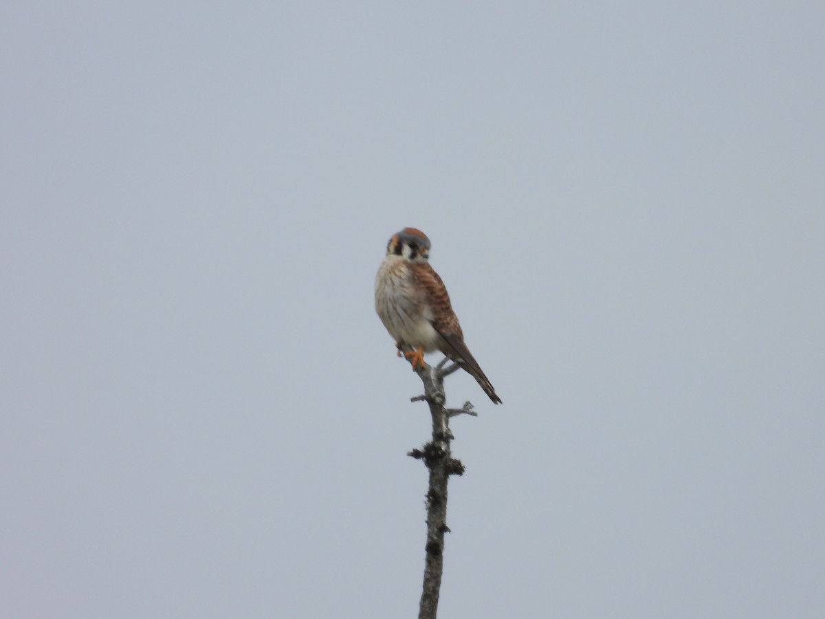 American Kestrel - Denis Provencher COHL