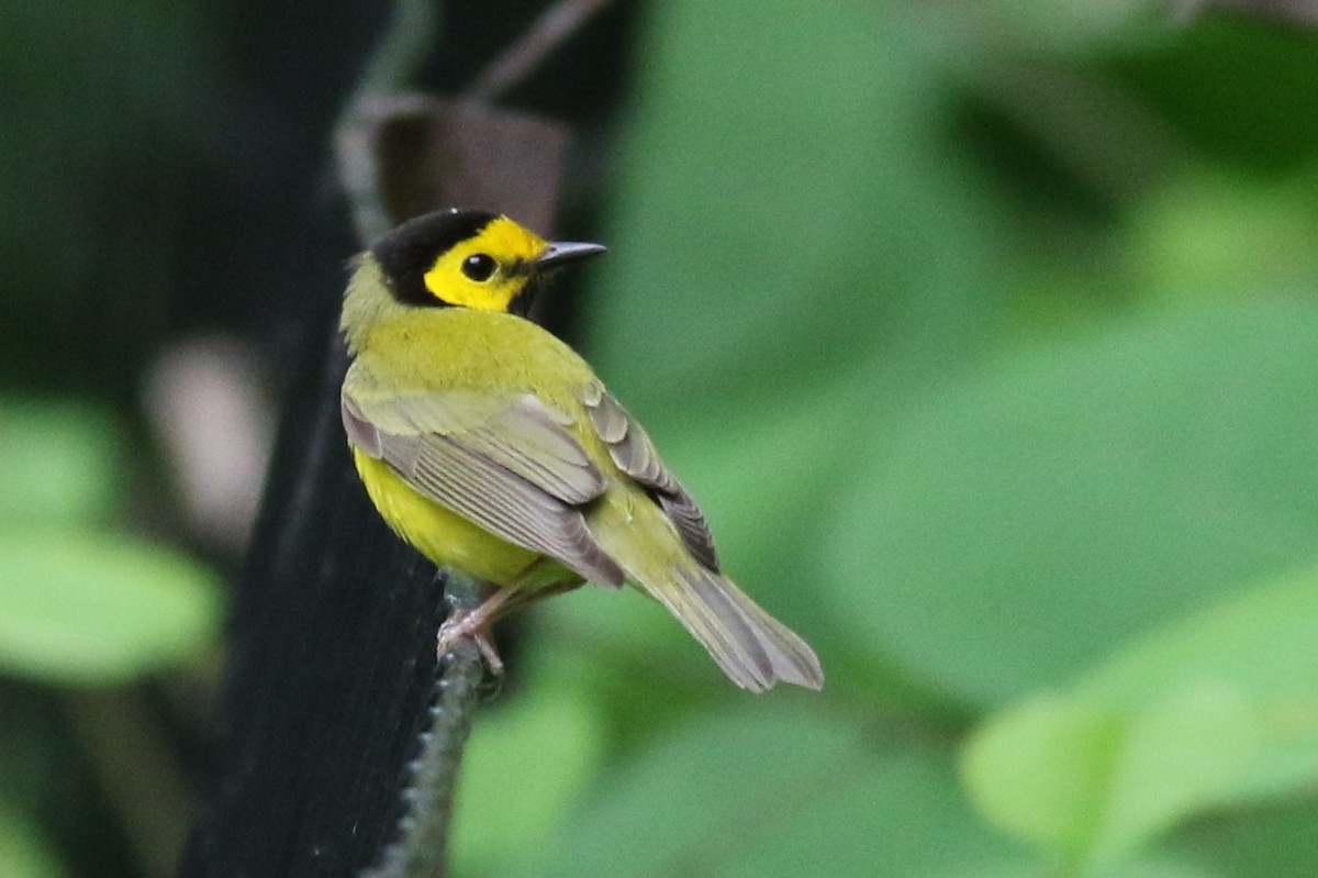 Hooded Warbler - ML619322483