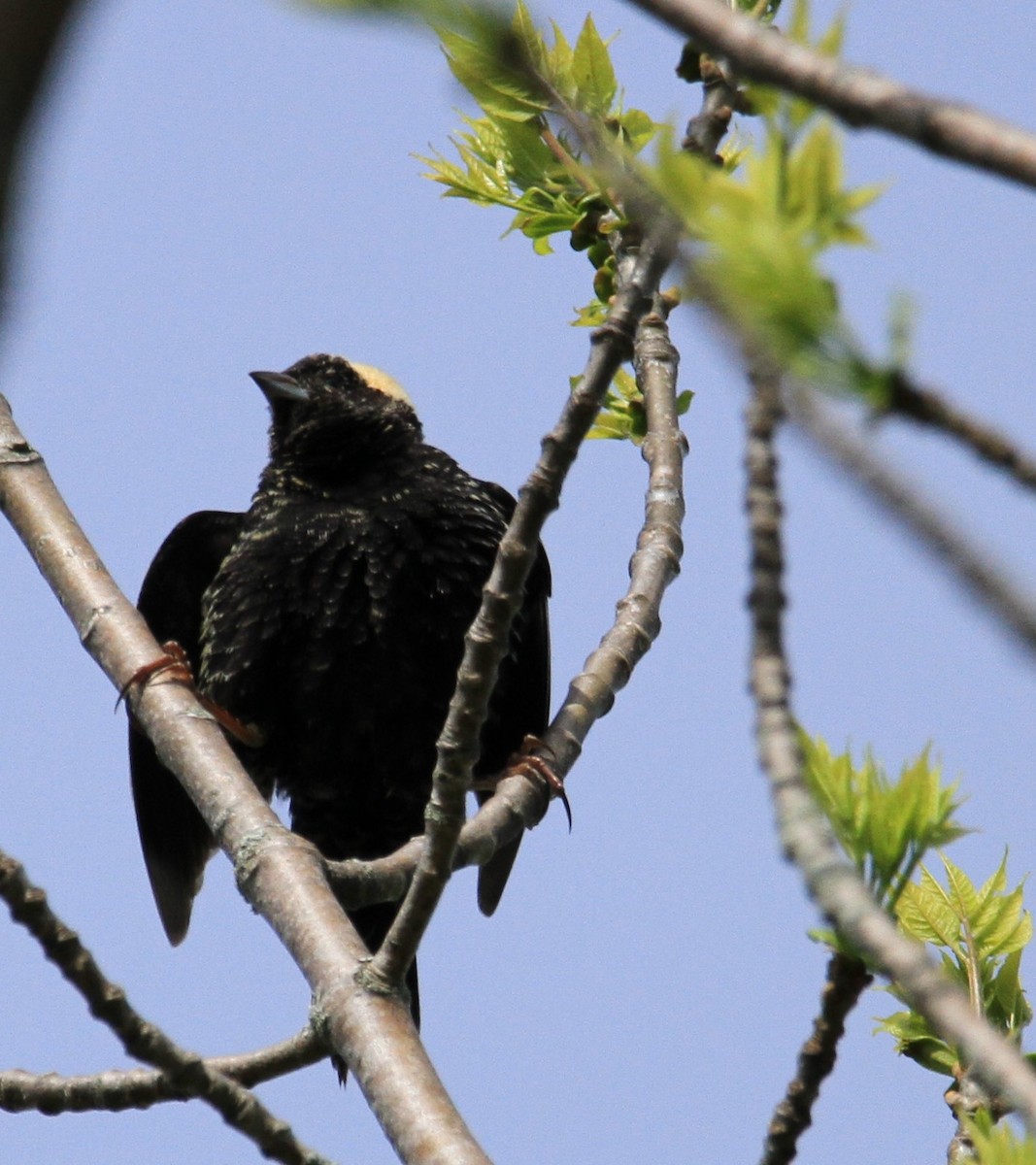 bobolink americký - ML619322495