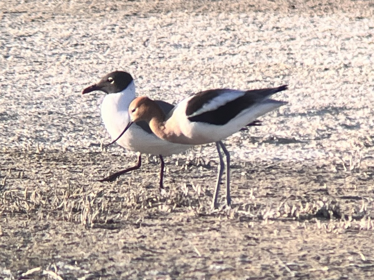 Laughing Gull - ML619322496