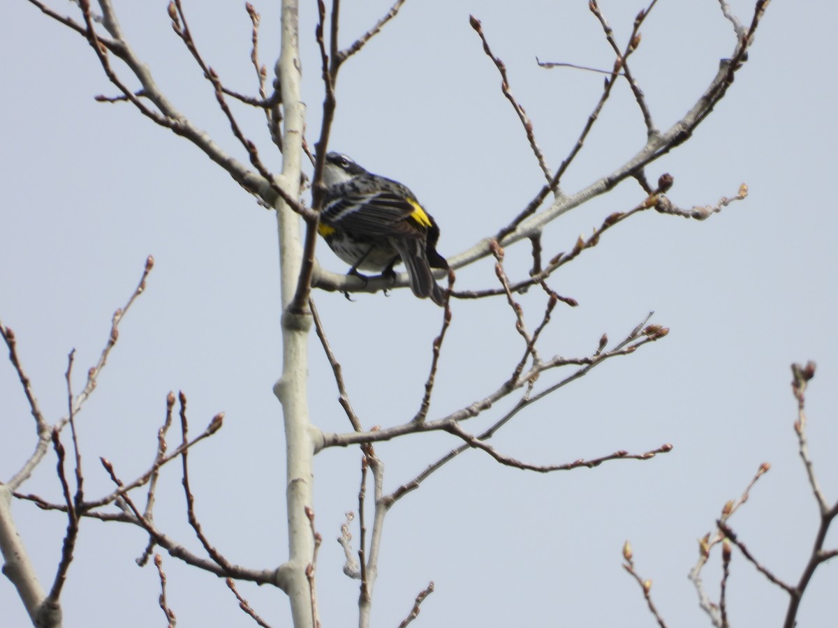 Yellow-rumped Warbler - Denis Provencher COHL