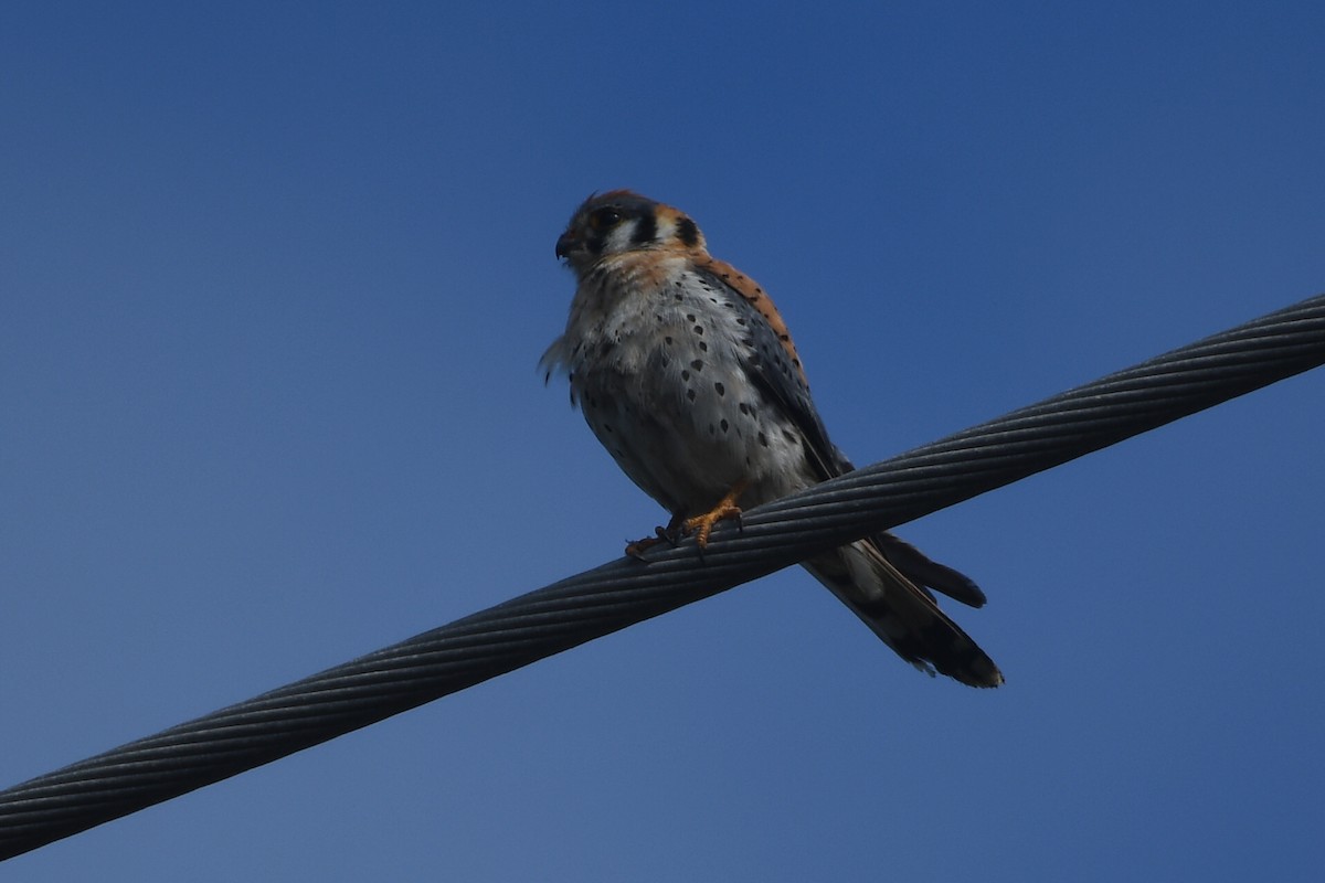 American Kestrel - Max Leibowitz