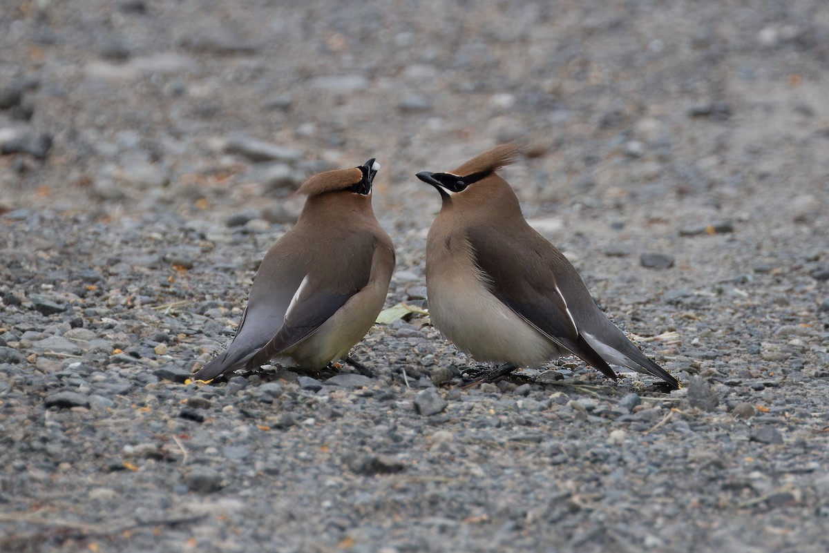 Cedar Waxwing - ML619322515