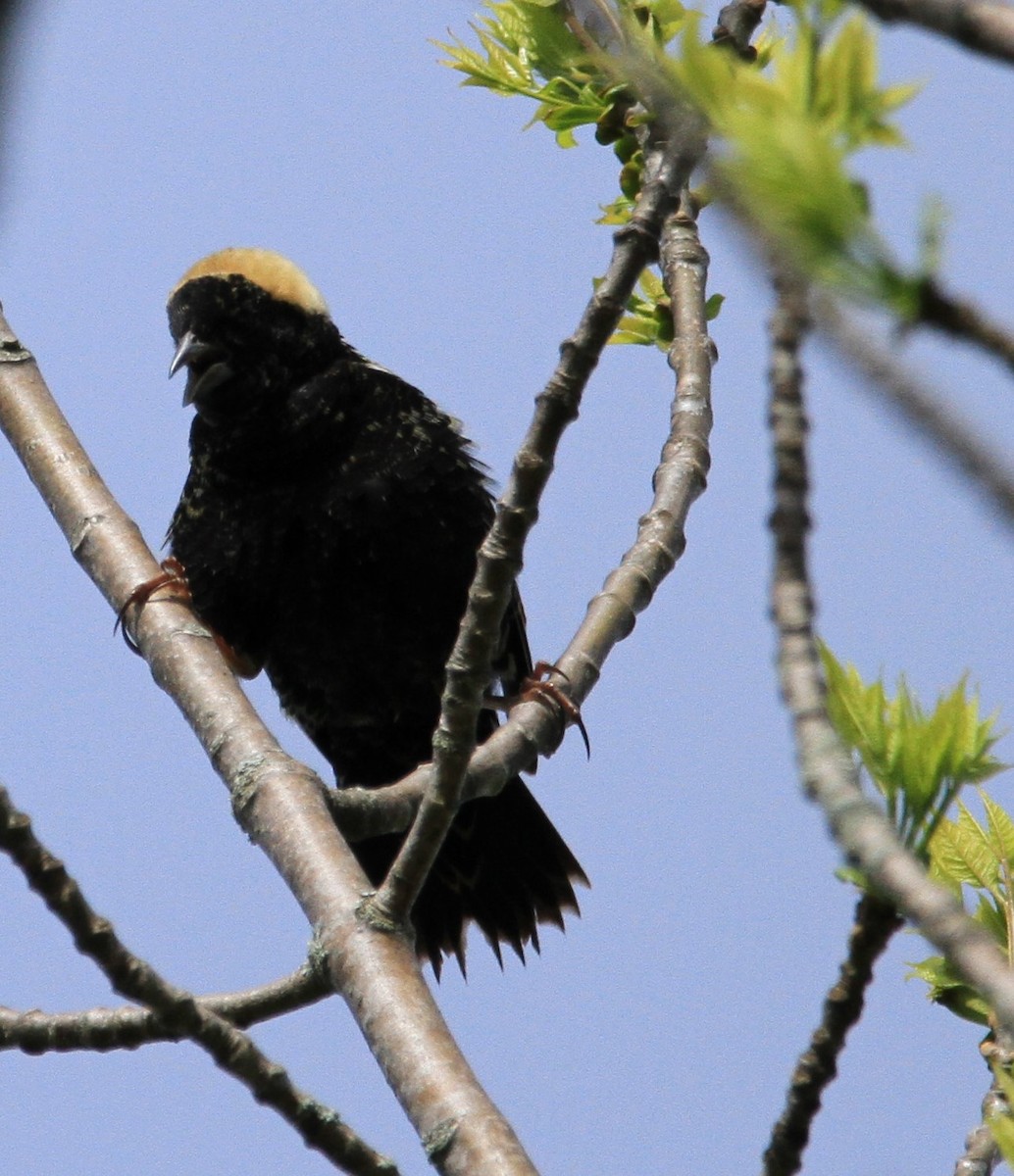 bobolink americký - ML619322521