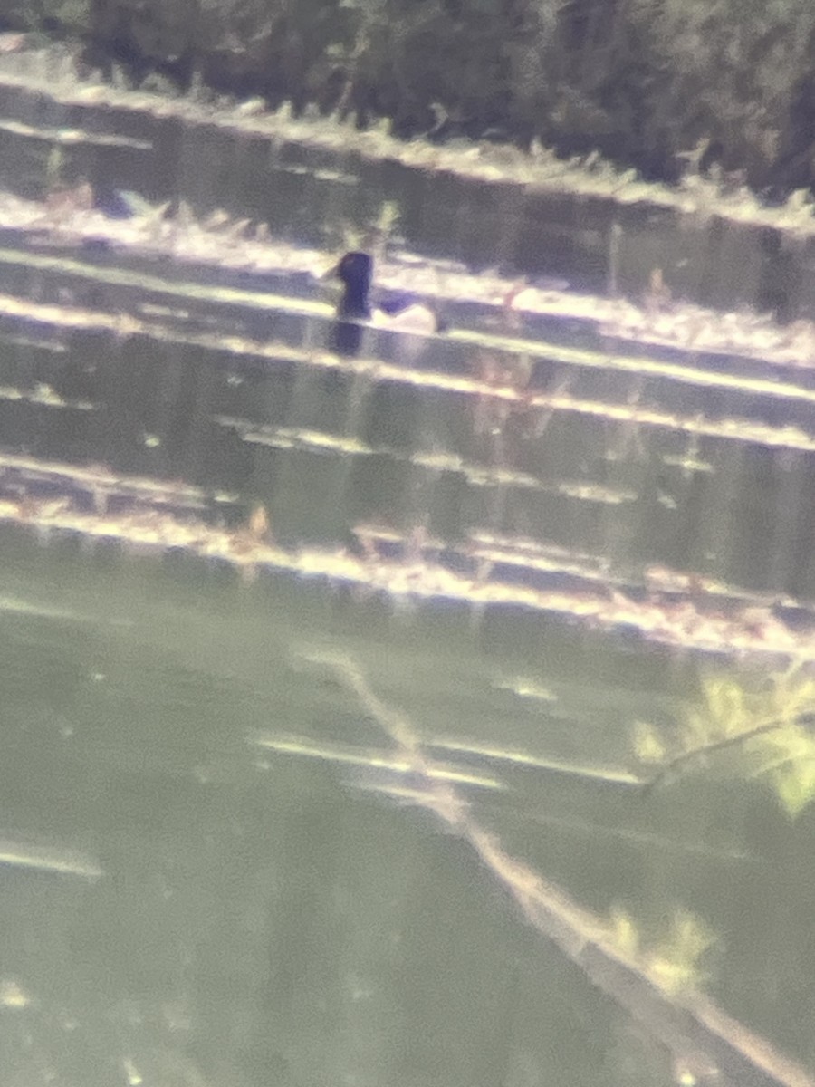 Ring-necked Duck - Bro Co.