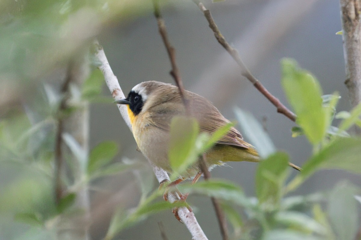 Common Yellowthroat - Peter Roberts