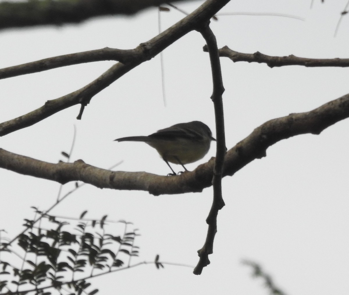 Southern Beardless-Tyrannulet - Albeiro Erazo Farfán