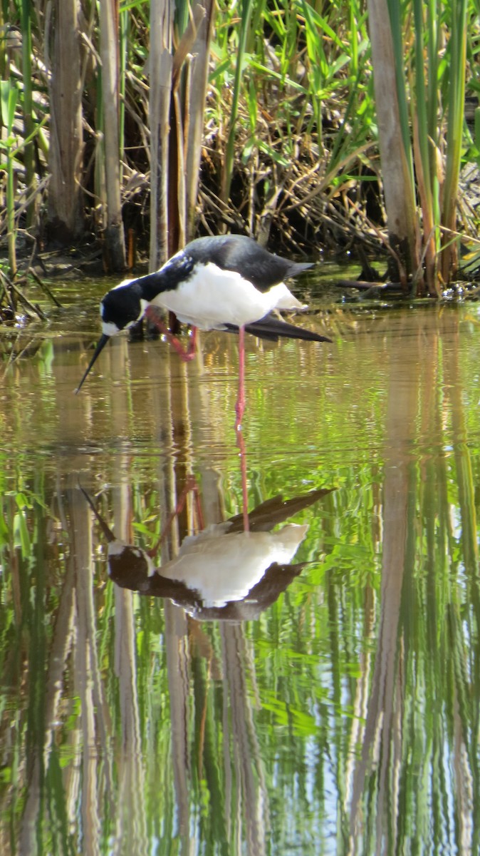 Black-necked Stilt - ML619322558