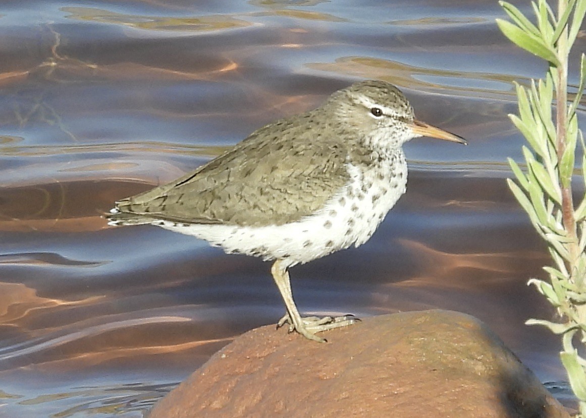 Spotted Sandpiper - Kimberly Beck