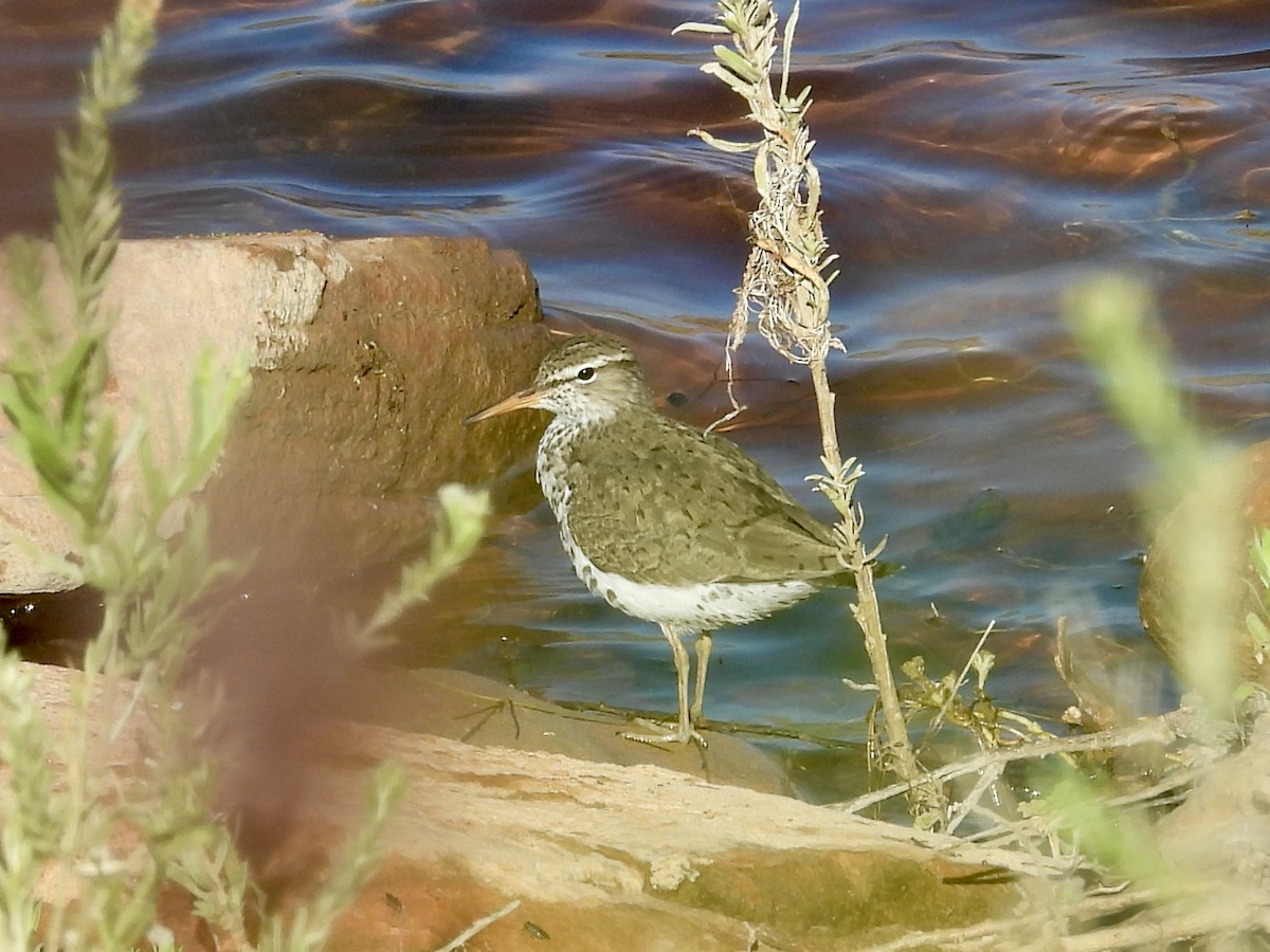 Spotted Sandpiper - Kimberly Beck