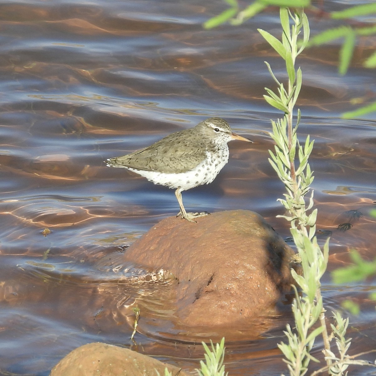 Spotted Sandpiper - Kimberly Beck