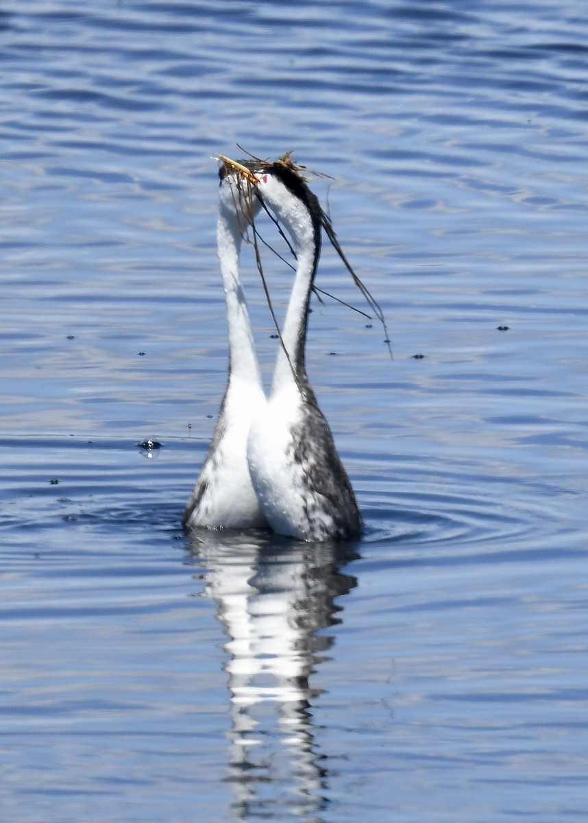 Clark's Grebe - Sevilla Rhoads