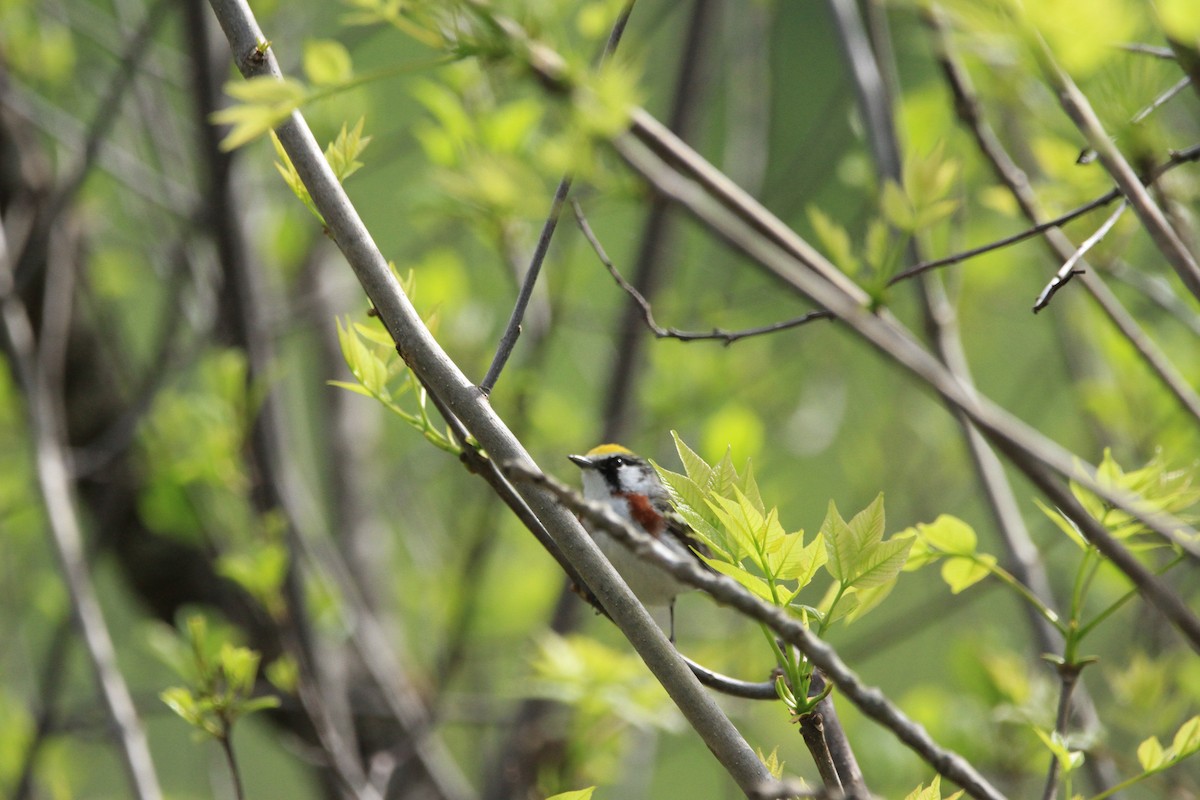 Chestnut-sided Warbler - Kari Dietlin